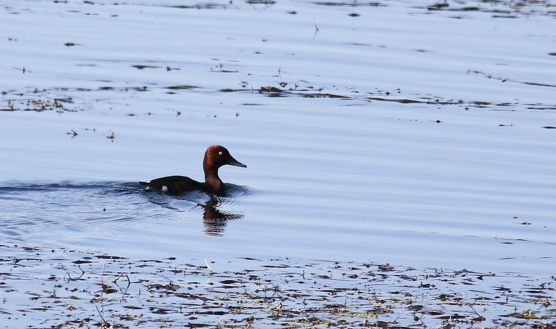 Ferruginous Duck